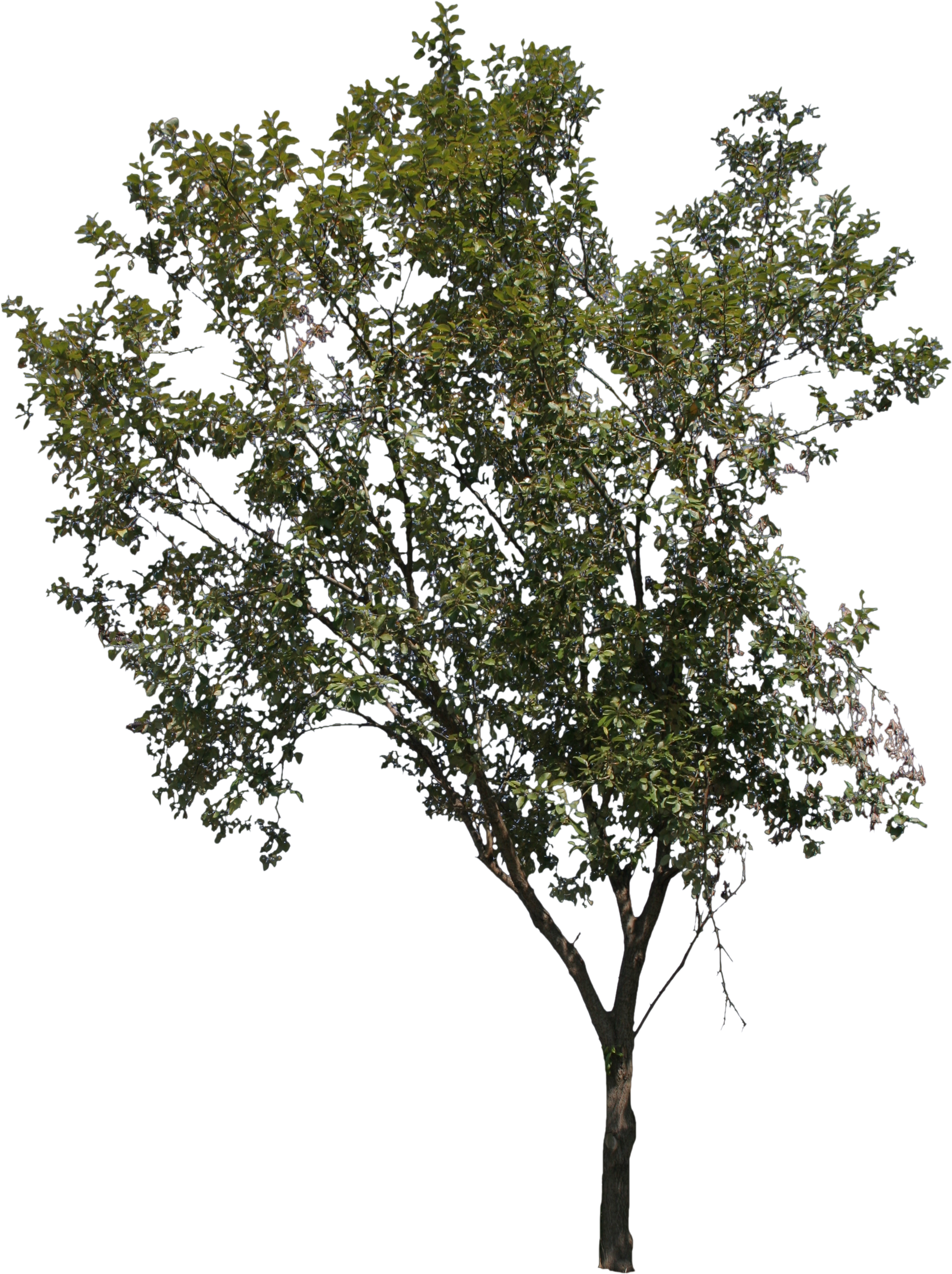 2d Trees - Freecutout Trees (2304x3004), Png Download