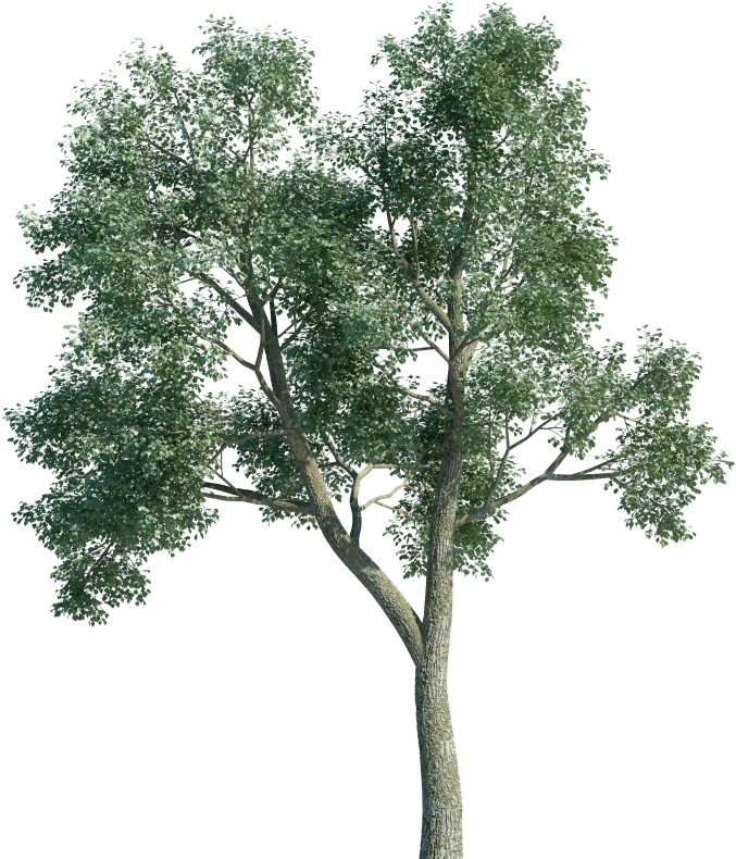 Free 3d Tree Object (1000x800), Png Download