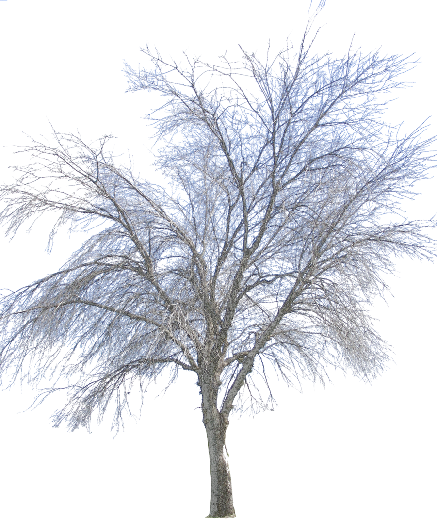 Free Icons Png - Png Winter Tree (900x1200), Png Download