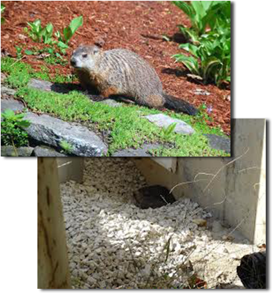 Groundhog Removal Is Very Important In Keeping Foundations - Adair's Animal Nuisance Trapping (403x437), Png Download