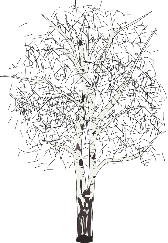 Birch Clipart Black And White - Paper Birch Clip Art (553x800), Png Download