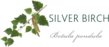 Silver Birch Tree Meaning - Vera Wang Fairy Dust Wedding (480x264), Png Download