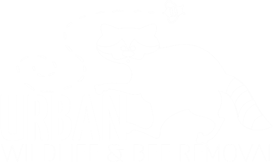 Groundhog Removal - North Carolina (600x400), Png Download
