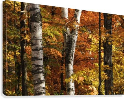 The Colourful Leaves And Birch Tree Trunks In Algonquin - Colourful Leaves And Birch Tree Trunks In Algonqu (429x344), Png Download