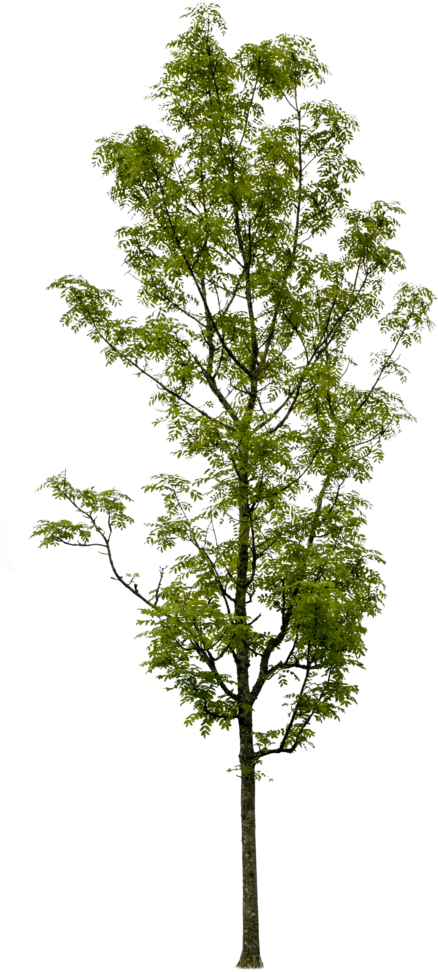 Fraxinus Excelsior - Fraxinus Excelsior Photoshop (489x1024), Png Download