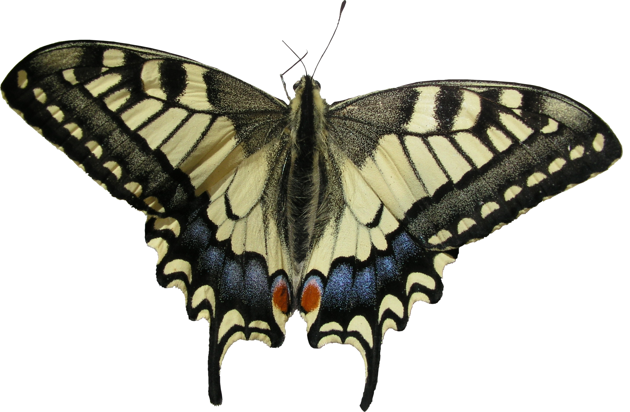 Butterfly Png - Swallowtail Butterfly (2145x1403), Png Download