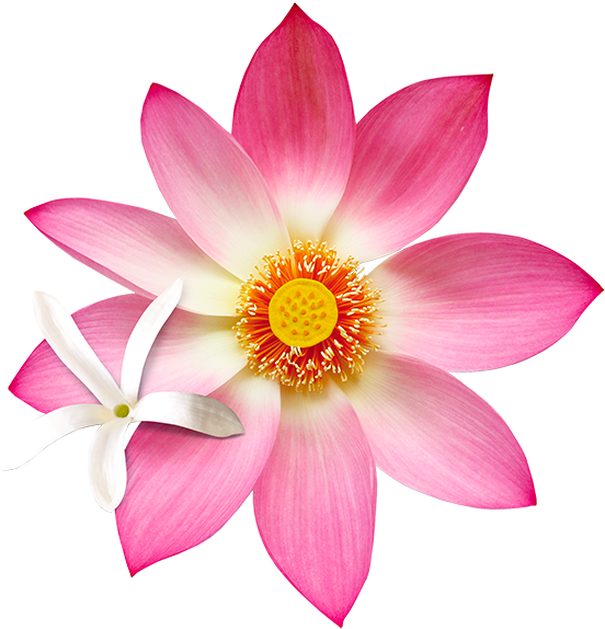 B15 Jslo - Sacred Lotus (600x591), Png Download
