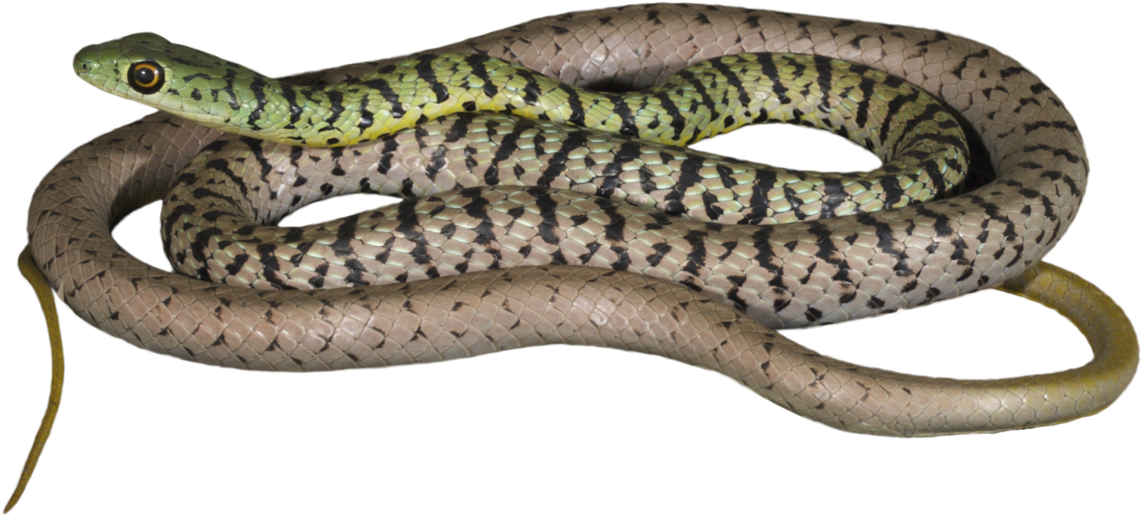 How Would This Information About Snakes And Reptiles - Serpent (2048x1363), Png Download