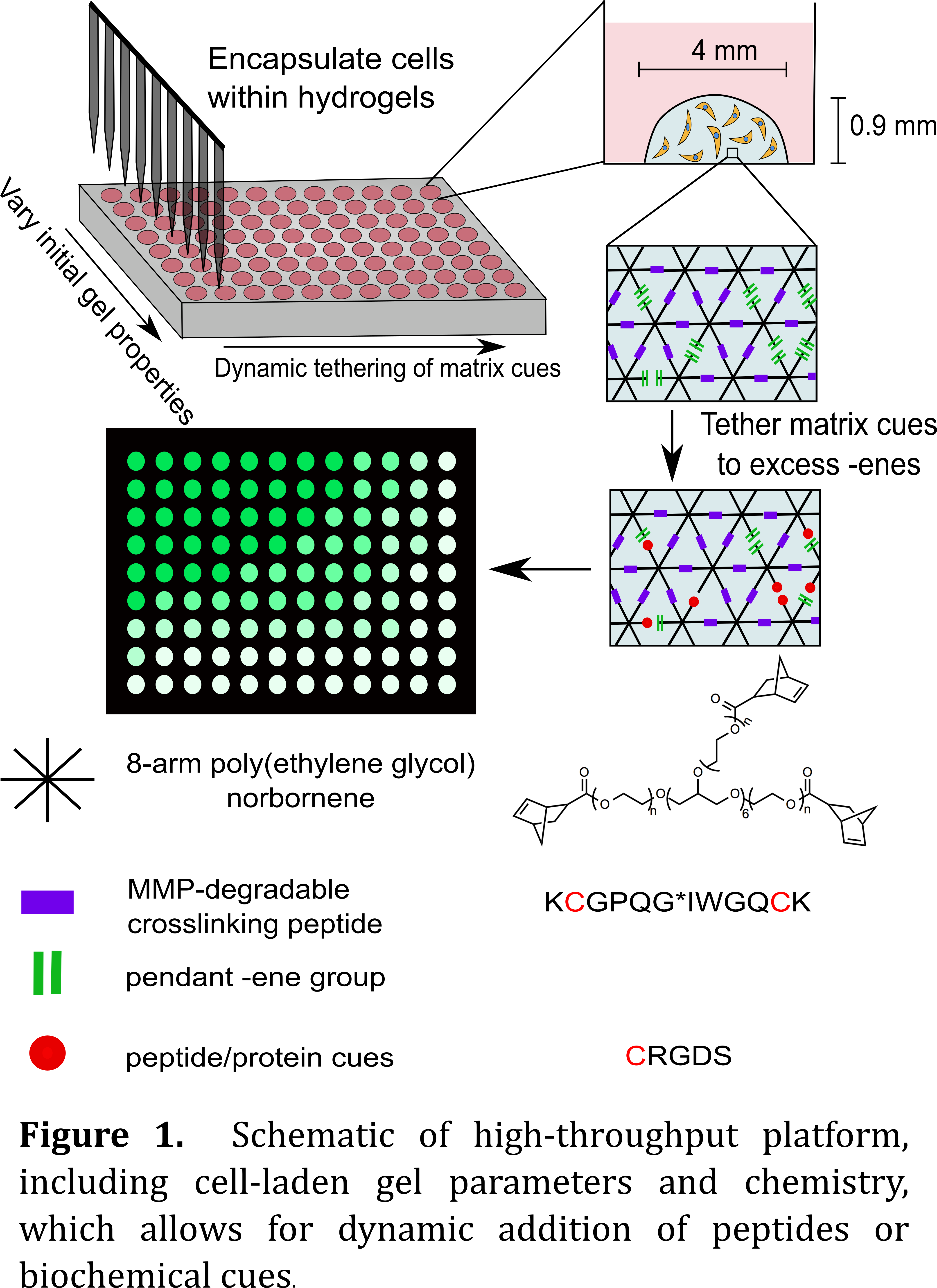 A Robotic Liquid Handling System Dispensed 10μl Gel - Diagram (5100x6600), Png Download