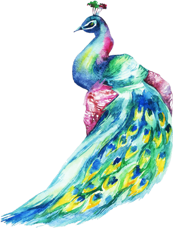 Photos Of A Peacock - Watercolor Peacock (613x800), Png Download