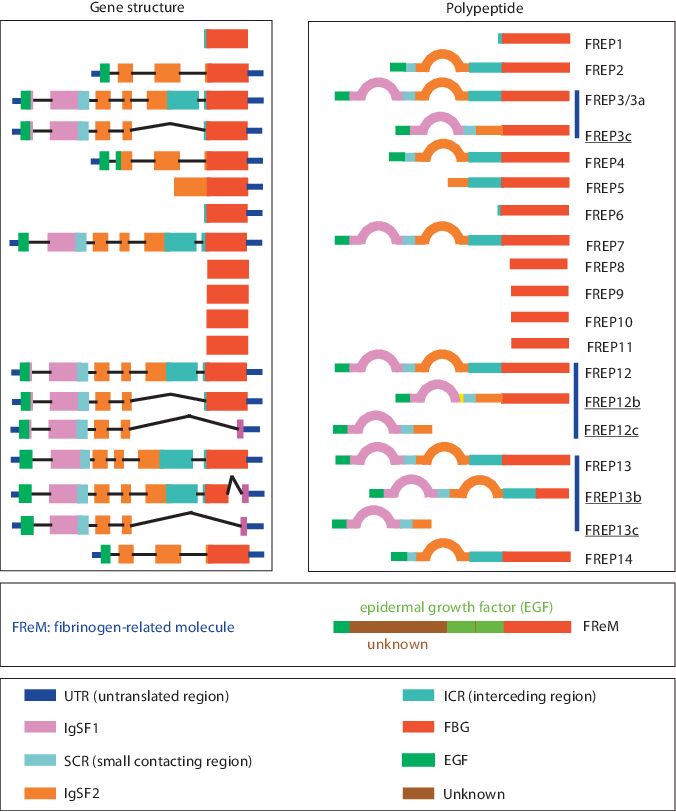 Fibrinogen Containing Protein Encoded Genes And Their - Fibrinogen Related Protein Family (676x812), Png Download
