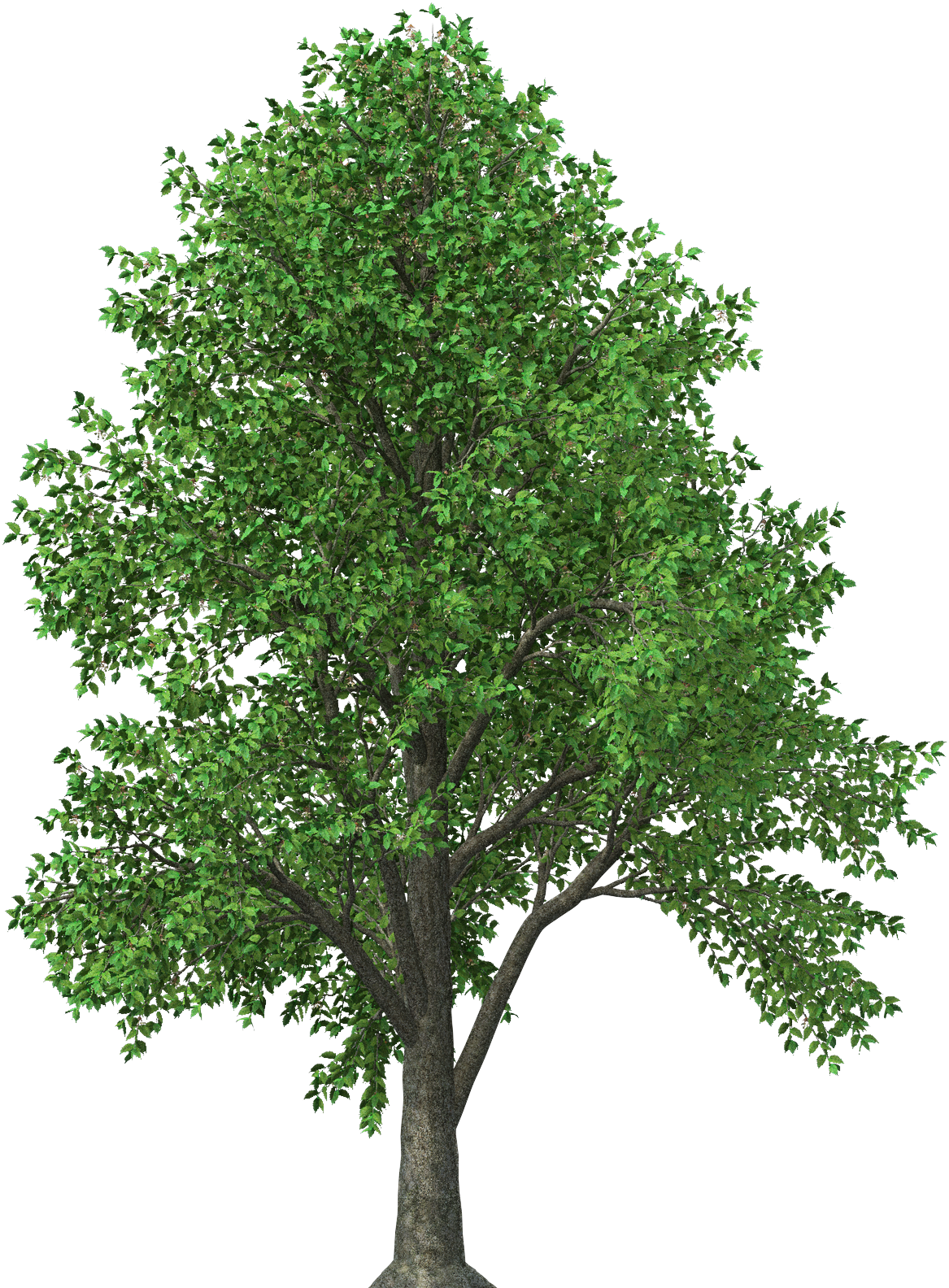 Download Aspn Cedar Tree Texas Full Size Png Image Pngkit