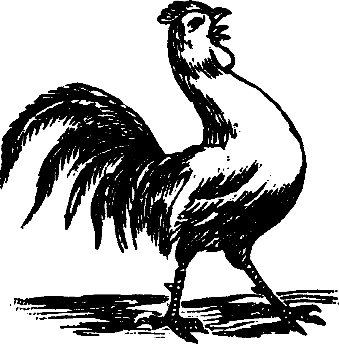 Rooster Crowing Black And White Drawings (1171x1194), Png Download