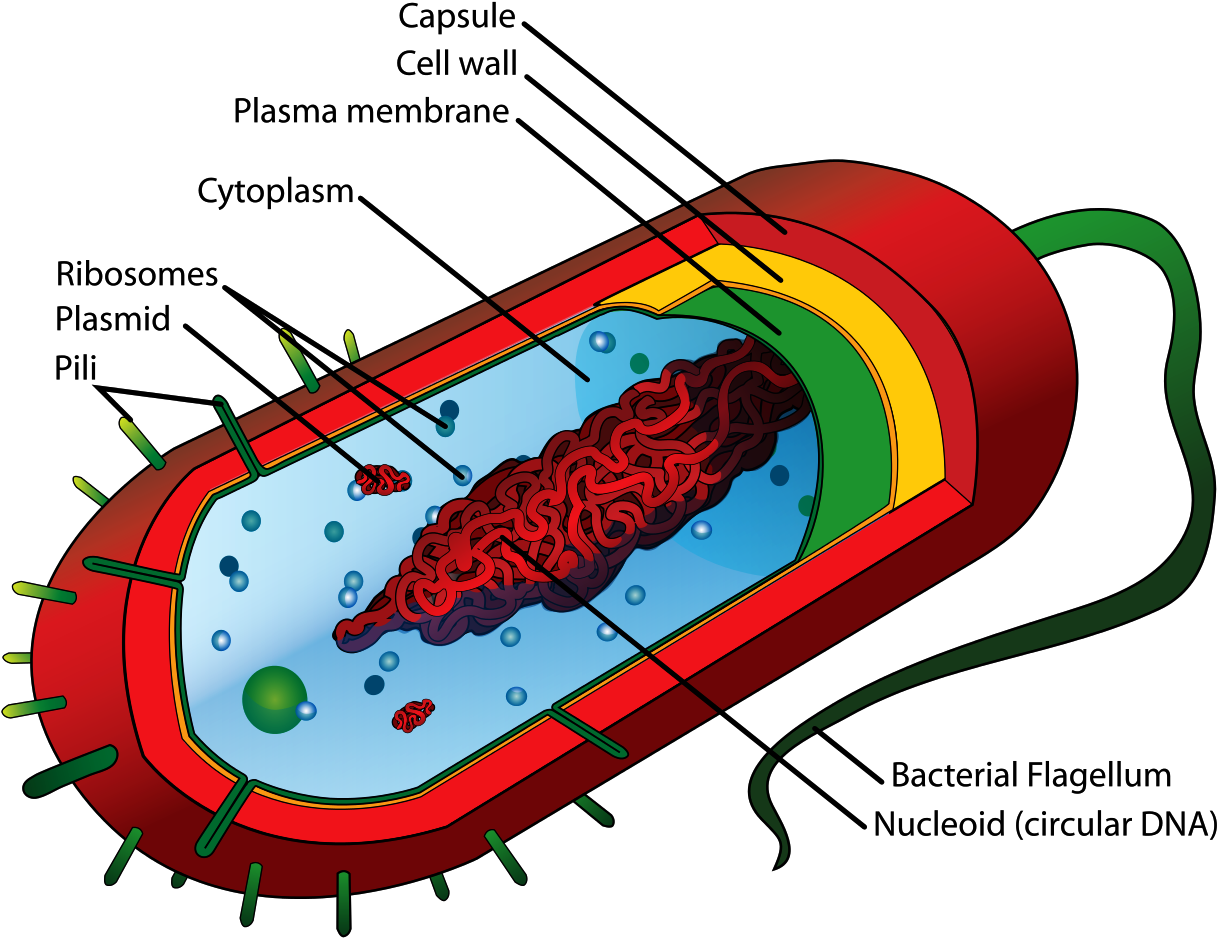 Bacteria Cell Structure - Prokaryotic Cell Diagram (1258x1024), Png Download