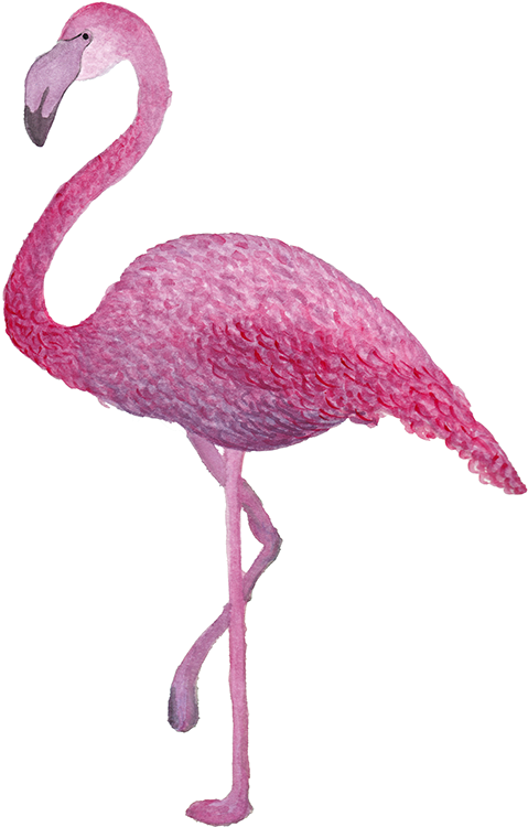 Composición Acuarela Análoga Digital - Greater Flamingo (600x776), Png Download