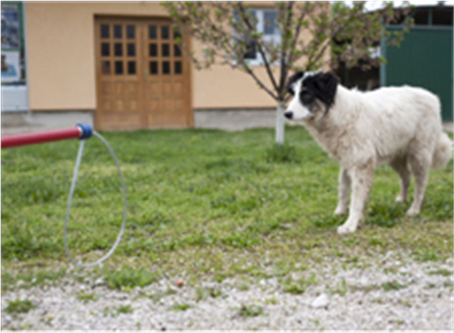 Ss Ketch All™ Pole A112 308 5 3 - Dog Catches Something (910x1245), Png Download