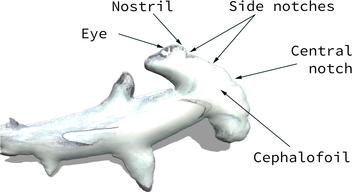 Hammerhead Shark Template - Hammerhead Shark Head Diagram (1232x703), Png Download