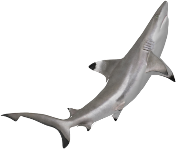 Shark Sticker - Tiburon Punta Negra Png (1024x884), Png Download