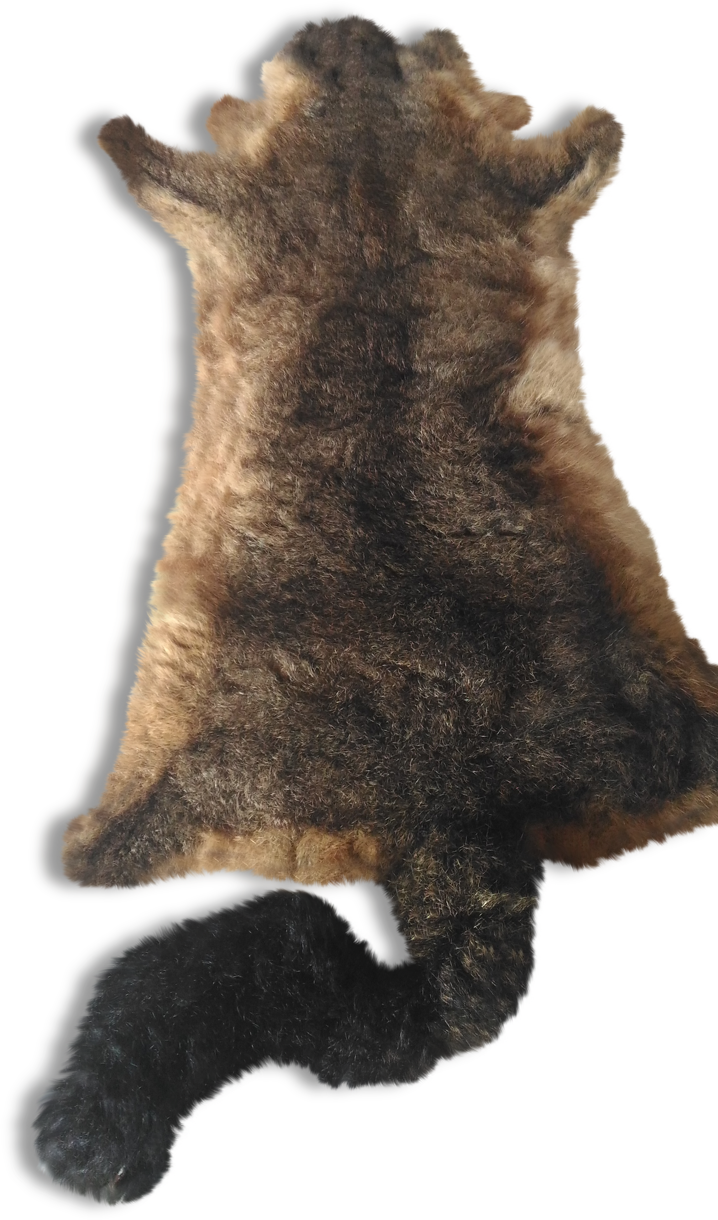 Paw (2304x4096), Png Download