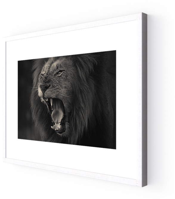 Photo Kruger Lion - Stallion (1000x666), Png Download