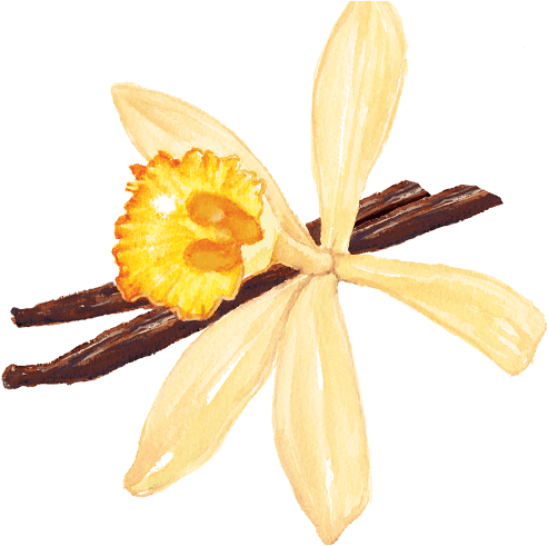 Vanilla - Artificial Flower (640x549), Png Download