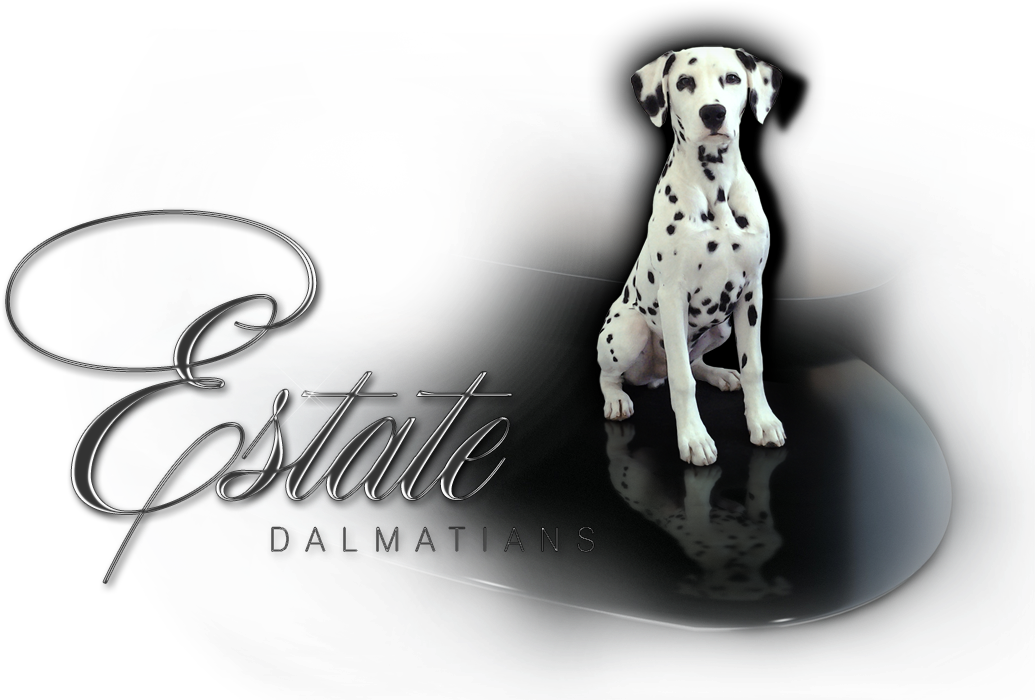Dalmatian (1100x708), Png Download