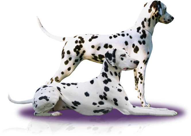 News - Dalmatian (800x500), Png Download