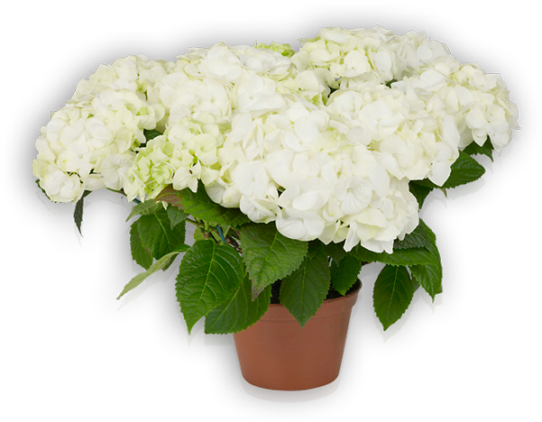 Vanilla Sky - Hydrangea Vanilla Sky (600x600), Png Download