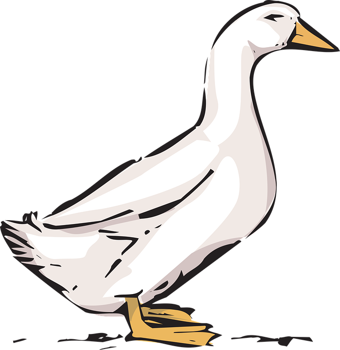 Duck On Farm Clip Art (699x720), Png Download