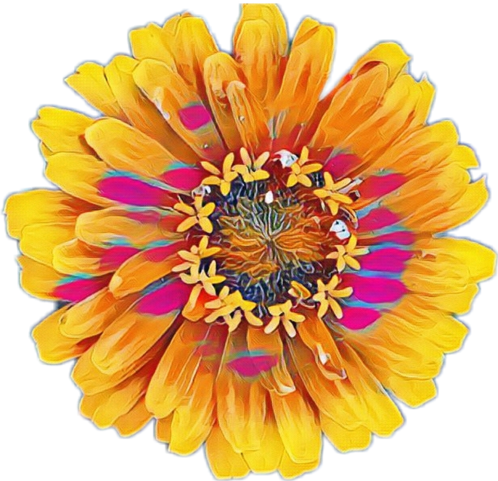 Common Zinnia (1024x989), Png Download