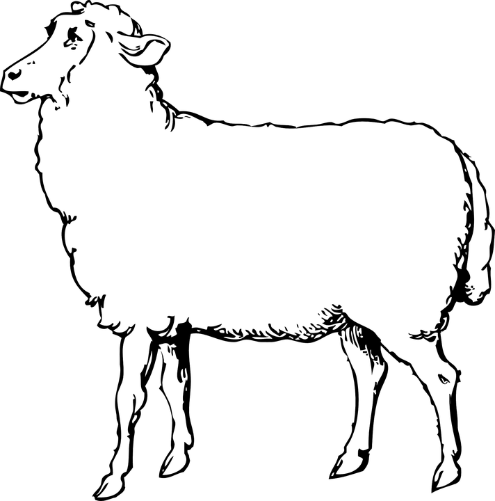 712 X 720 3 - Sheep Images Black And White (712x720), Png Download