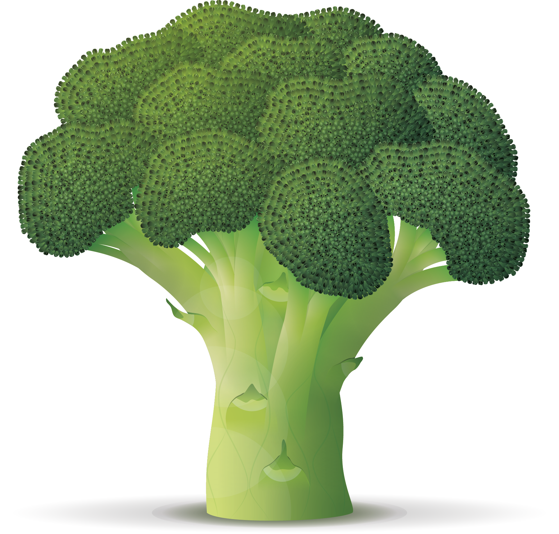 Brocoli - Broccoli Branch (1800x1719), Png Download