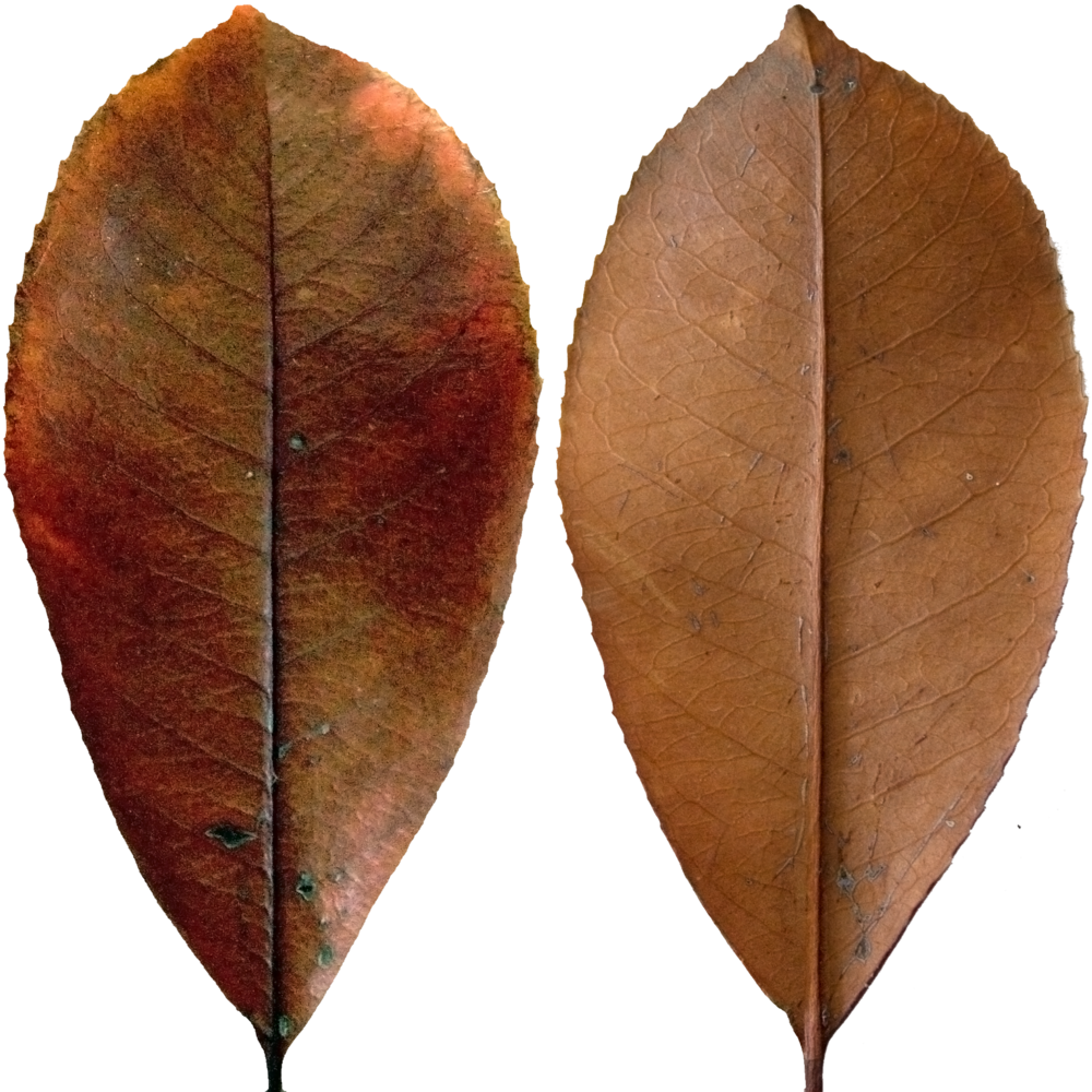 Dark Red Leaf - Black Gum (1000x1000), Png Download