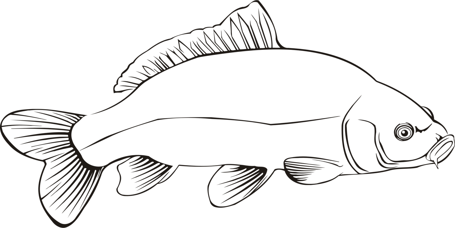 Freshwater Fish Carp Line Art Fresh Water - Carp Clipart (1495x750), Png Download