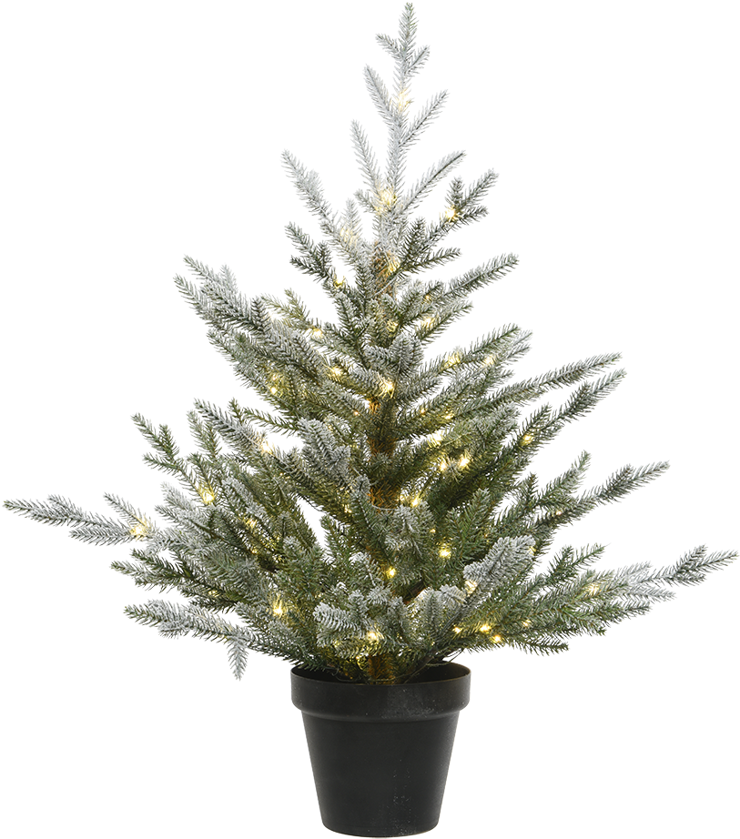 Christmas Tree In A Pot, With Led Lighting, - Houseplant (1000x1000), Png Download