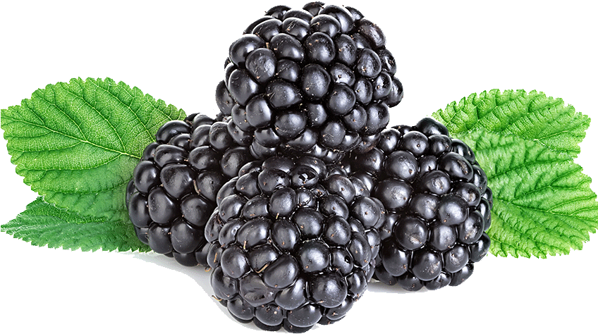 Blackberries - Boysenberry (847x1000), Png Download