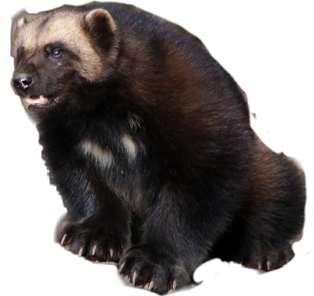 Wolverine (1024x965), Png Download