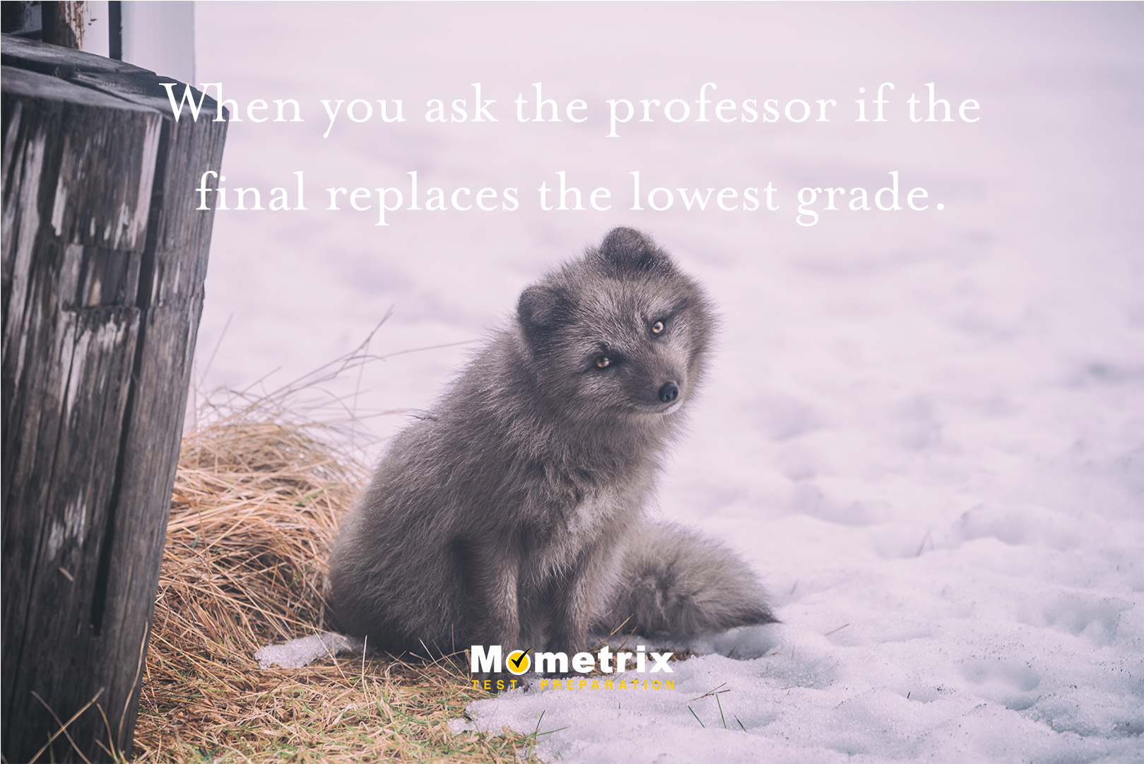 🎓 Mometrix Test Prep On Twitter - Znacenje Imena Vukasin (1920x1080), Png Download