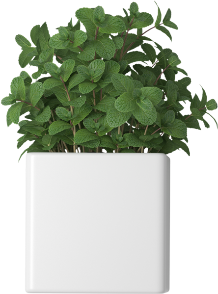 Mint In Flowerpot - Flowerpot (866x650), Png Download
