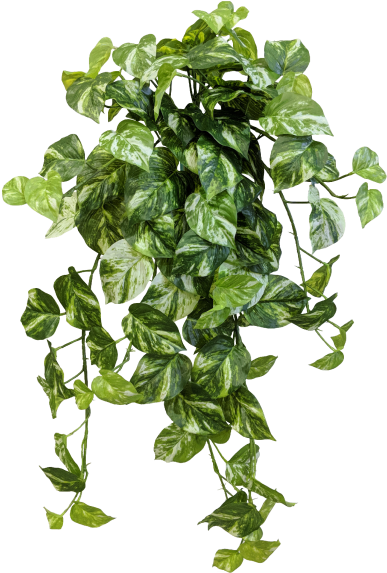 Share This Image - Devils Ivy Png (800x600), Png Download