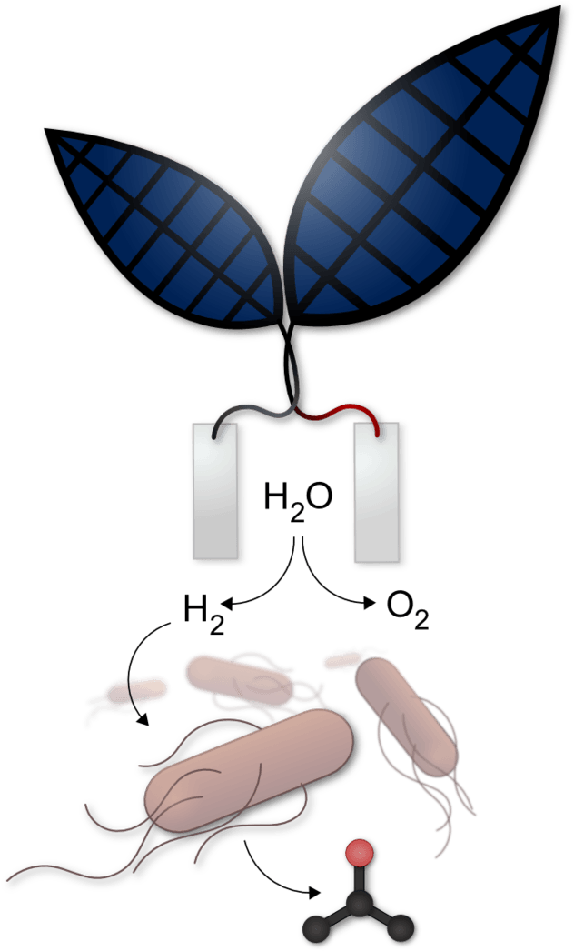 Nocera Bionic Leaf - Bionic Leaf Artificial Photosynthesis (668x1081), Png Download