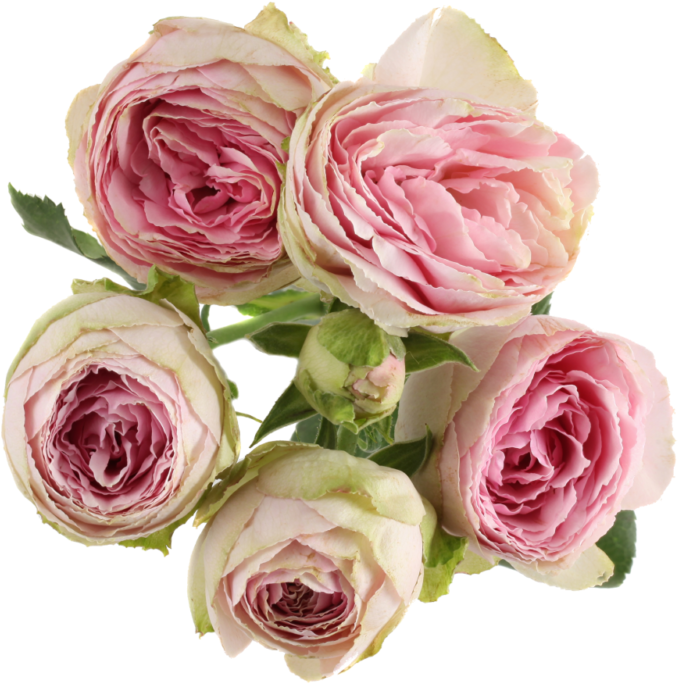 Pink Lace - Rosa × Centifolia (800x800), Png Download