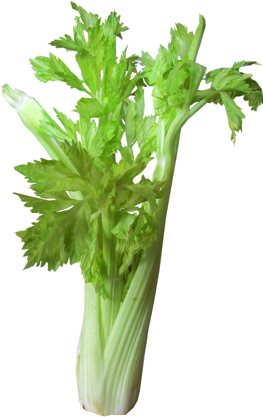 How To Create A Beautiful Vegetable Garden For Free - Celery Transparent Background (1080x1920), Png Download