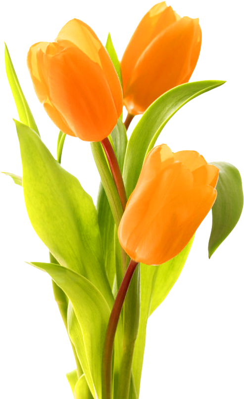 Keukenhof Indira Gandhi Memorial Tulip Garden Bouquet - Tulip (493x807), Png Download