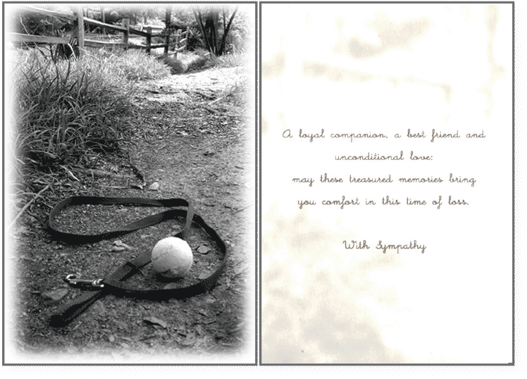 Cherished Pet Memories - Eurasian Magpie (800x600), Png Download