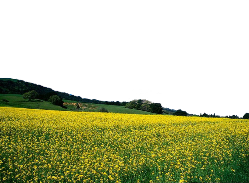 Flower Field - Illidan Tyrande Gif (817x600), Png Download