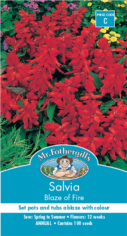 Mr Fothergill's Salvia Blaze Of Fire Seed - Salvias Bunnings (800x800), Png Download