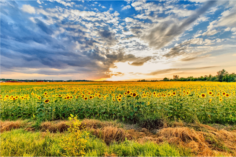 It Has Long Been Known That Plants Grow Directionally, - Hungary Field (800x535), Png Download