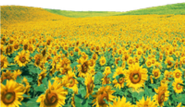Sunflowers Clipart Shrub - Sunflowers Png (640x480), Png Download