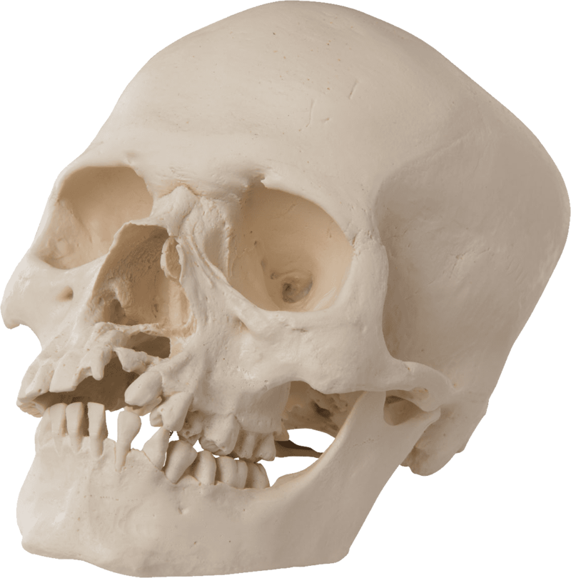 Skull (800x809), Png Download